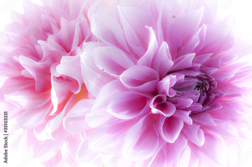 Dahlia
