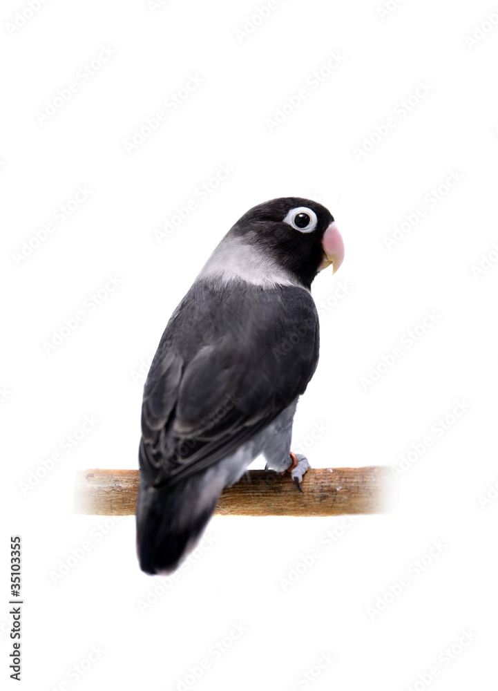 Black masked lovebird on the white background Black masked lovebird on the white background