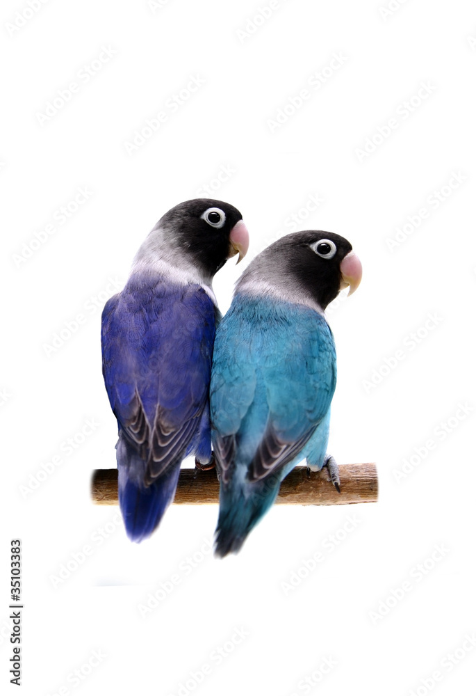 Pair of masked lovebirds (violet and turquoise) Stock Photo | Adobe Stock