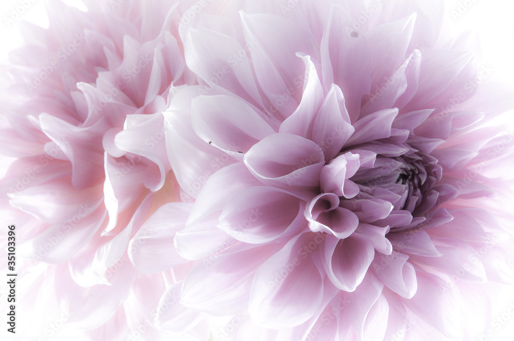Dahlia