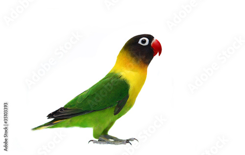 Masked Lovebird natural coloring on the white background