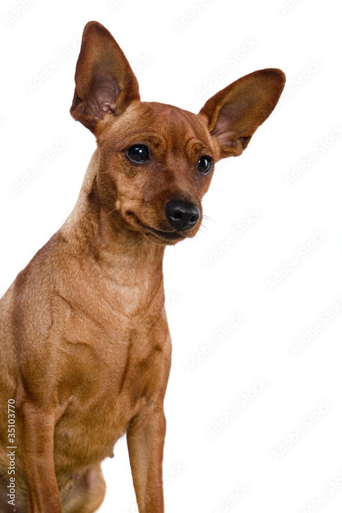 The dwarfish pinscher costs. Isolation on the white The dwarfish pinscher costs. Isolation on the white