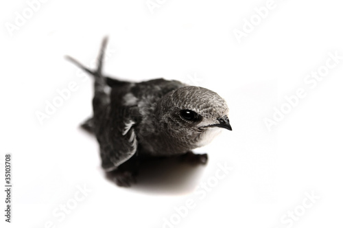 The baby bird of Common Swift (Apus apus) isolated on white photo