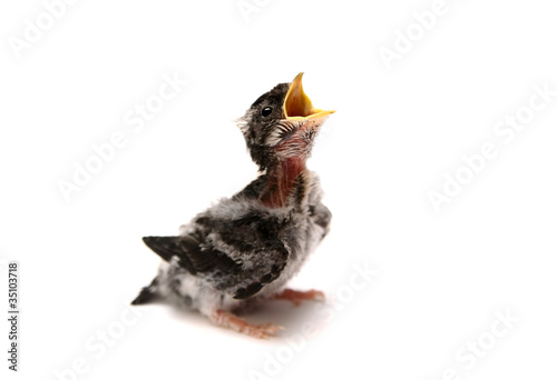 Fototapeta Naklejka Na Ścianę i Meble -  Baby bird of Sand Martin swallow (Riparia riparia)