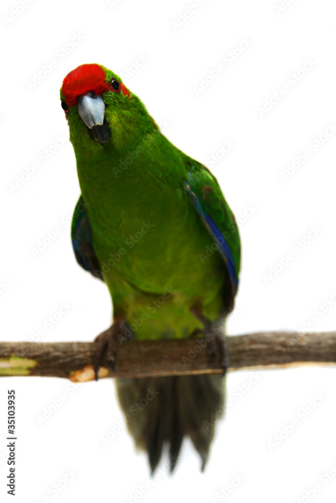 Red-fronted Kakariki parakeet, male isolated on white