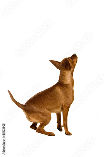 The dwarfish pinscher costs. Isolation on the white