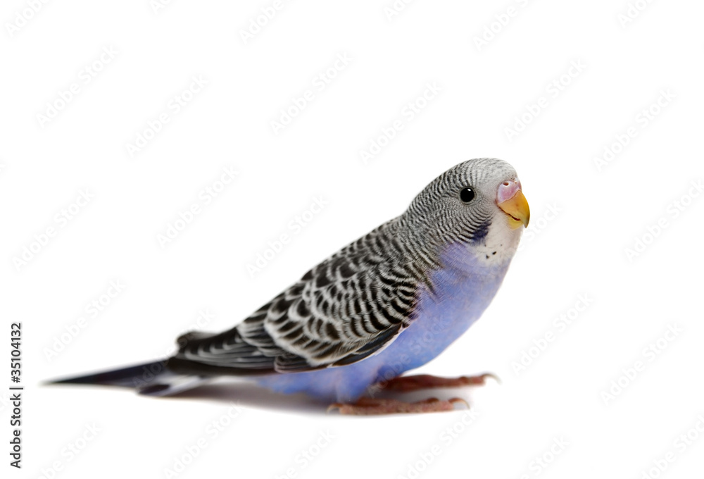Fototapeta premium Budgie 1,5 mounths on the white background