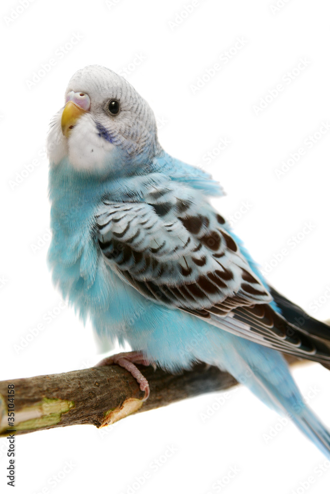 Fototapeta premium Budgie 1,5 mounths on the white background