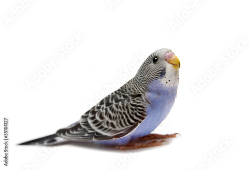 Budgie 1,5 mounths on the white background