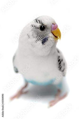 Budgie 2 years old on the white background