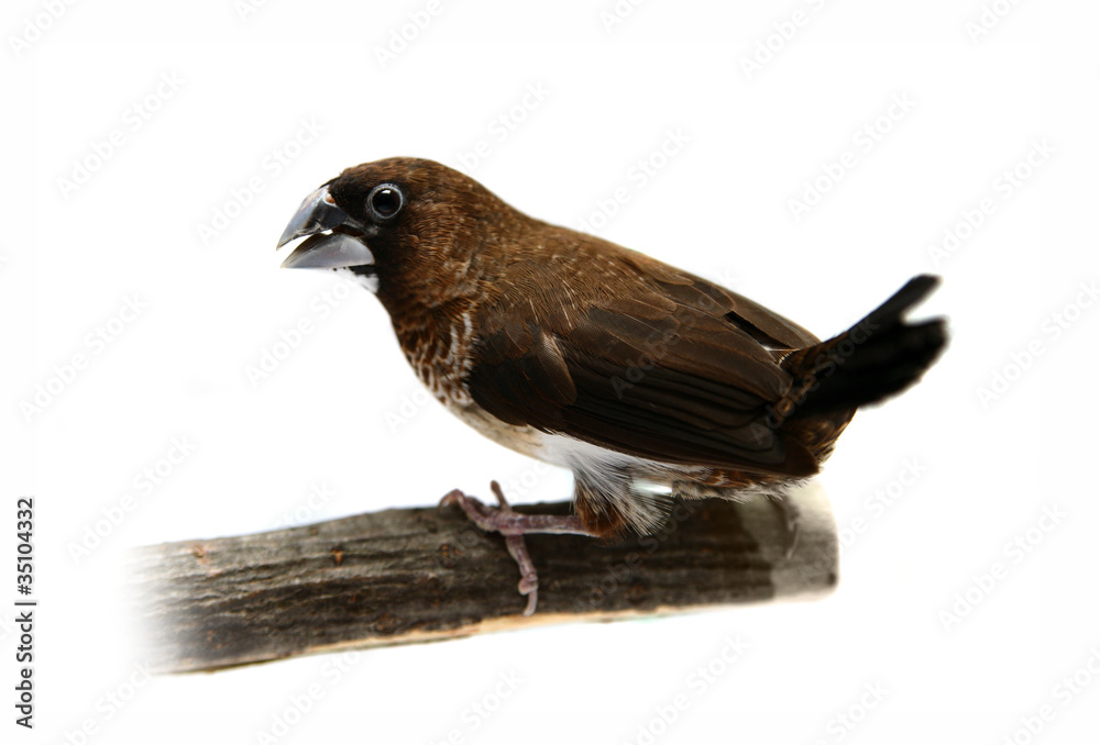 Obraz premium White-rumped Munia (Lonchura striata)