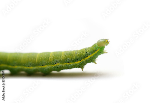 Caterpillar of Green-veined White Butterfly (Pieris napi)