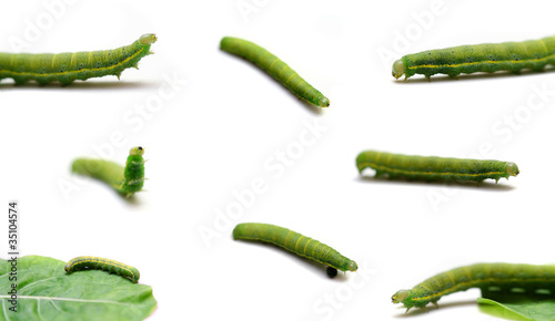 Eight Caterpillar of Green-veined White Butterfly (Pieris napi)
