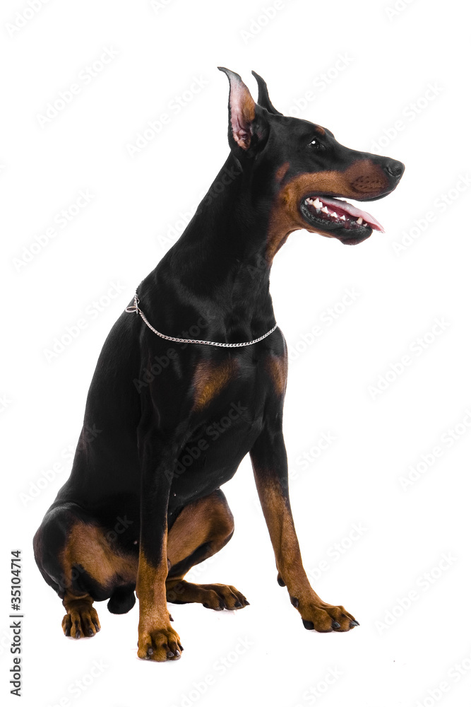 Portrait of black doberman on a white backgriund Portrait of black doberman on a white backgriund
