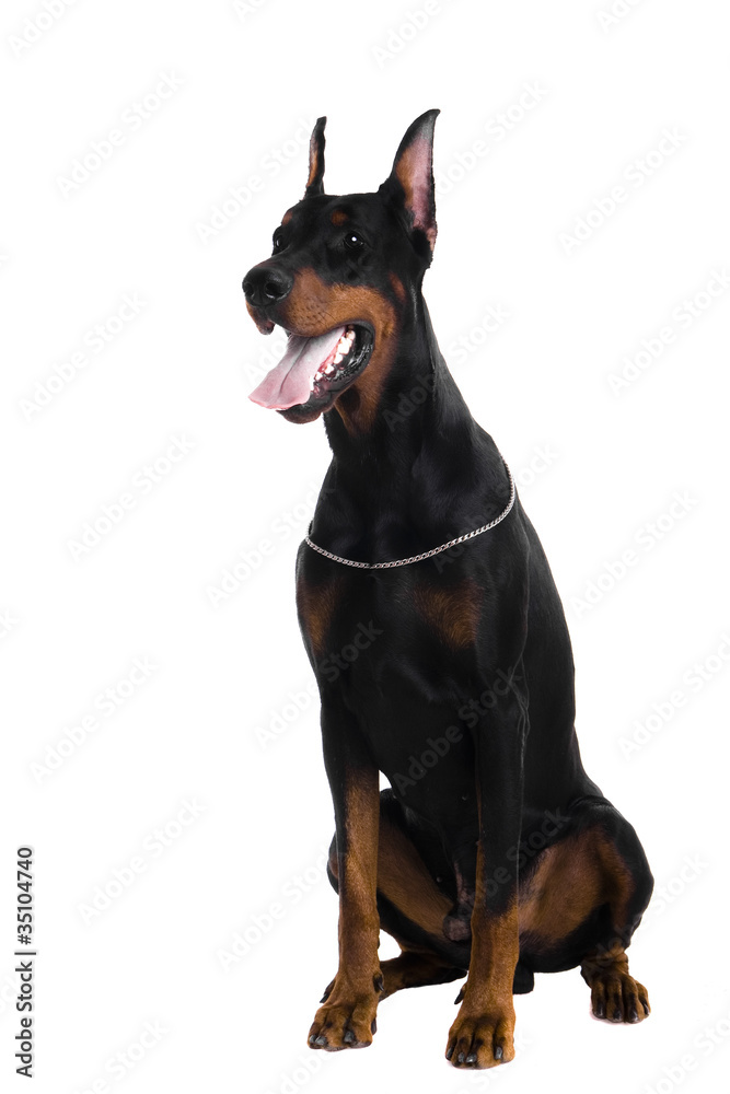 Portrait of black doberman on a white backgriund