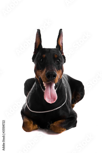 Portrait of black doberman on a white backgriund