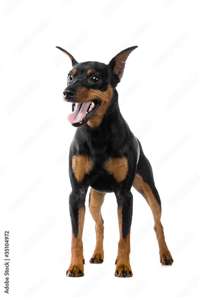 The dwarfish pinscher costs. Isolation on the white