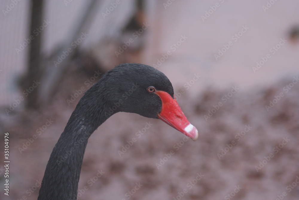 Fototapeta premium Black Swan