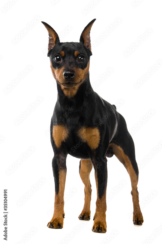 The dwarfish pinscher costs. Isolation on the white The dwarfish pinscher costs. Isolation on the white