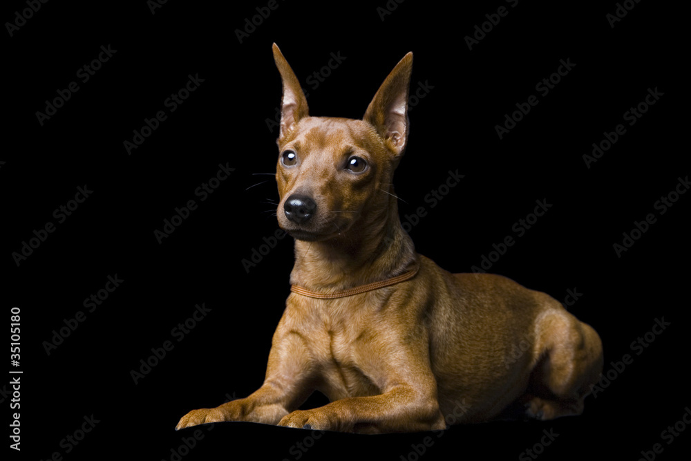 The tiny pinscher. Isolation on a black background