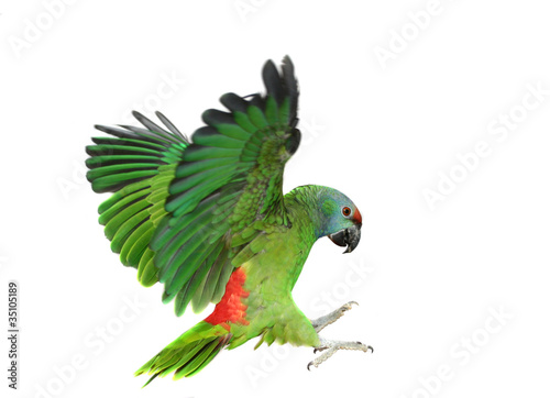 Fotografie, Obraz Flying festival Amazon parrot on the white background