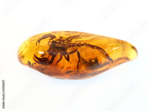 Photo baltic amber Scorpio