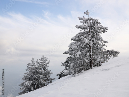 Pines on the snow-covered slope
