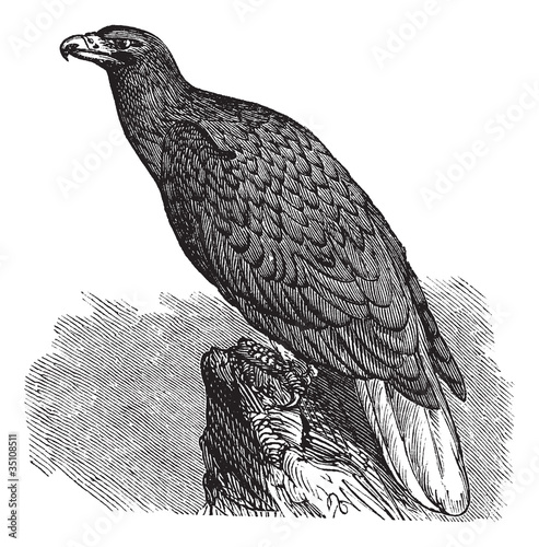 Eagle of Europe (Haliaeetus albicilla) or White-tailed Eagle, vi