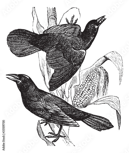 Purple grackle. (Quiscalus versicolor). - 1. Female. 2. Male, vi