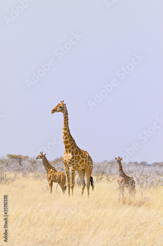 Giraffenmutter mit zwei Jungen, Giraffa camelopardalis