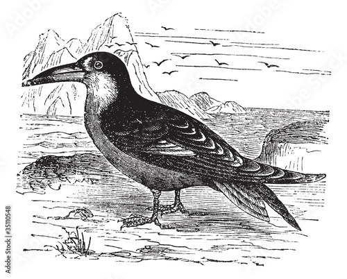 Black Skimmer or Rynchops niger vintage engraving