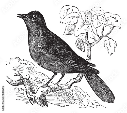 Great Reed Warbler or Acrocephalus arundinaceus vintage engravin