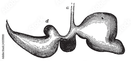 Stomach of a sheep vintage engraving