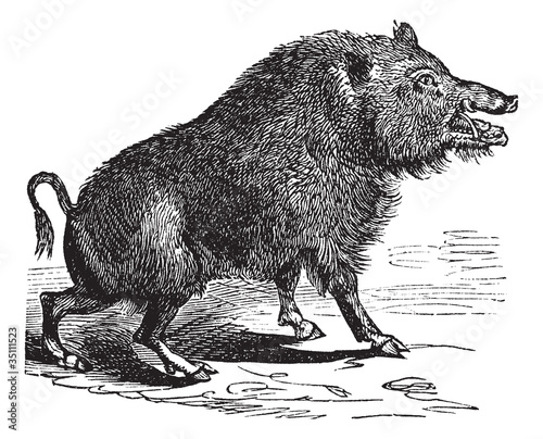 Wild boar or Sus scrofa vintage engraving