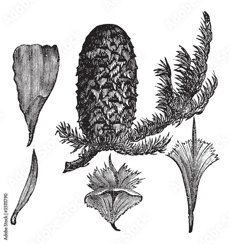 Noble Fir or Abies procera vintage engraving