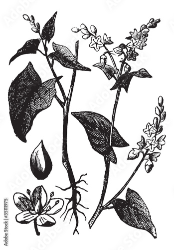 Buckwheat or Fagopyrum esculentum vintage engraving