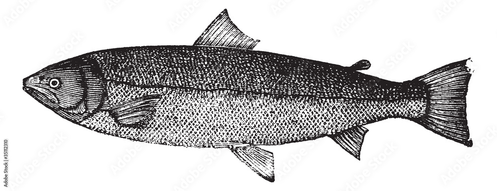 Fototapeta premium Atlantic salmon or Salmo salar vintage engraving