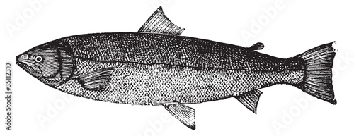 Atlantic salmon or Salmo salar vintage engraving photo