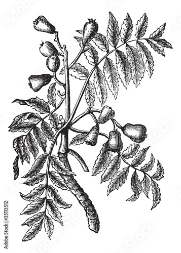Sorbus domestica or Service Tree vintage engraving