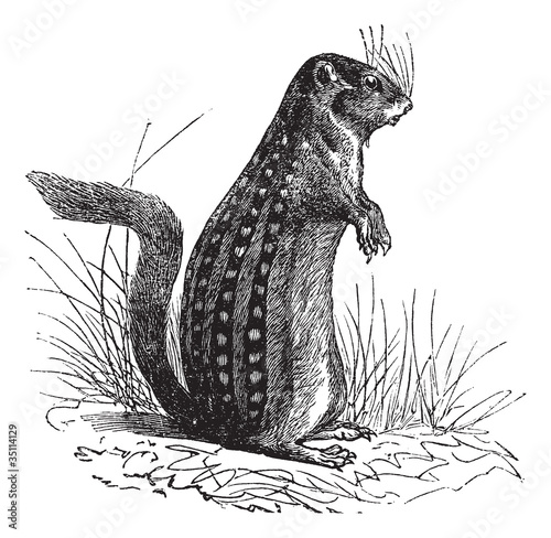 Thirteen-lined ground squirrel or Ictidomys tridecemlineatus vin