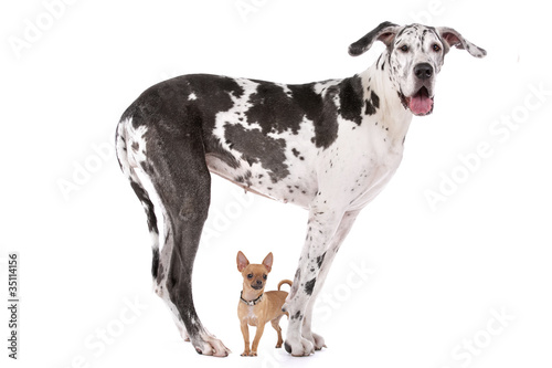 Great Dane HARLEQUIN and a chihuahua