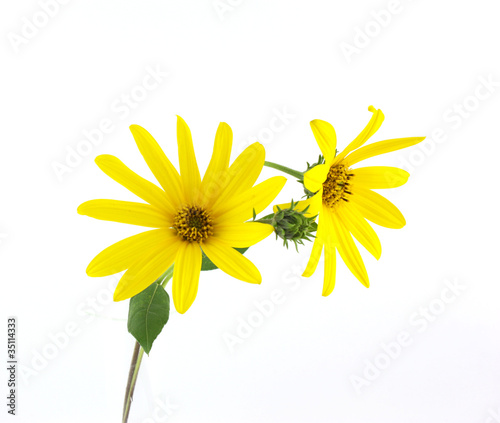 Yellow flowers