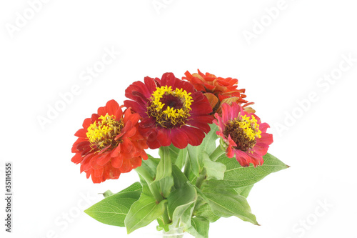 Red flowers (Helenium autumnale)