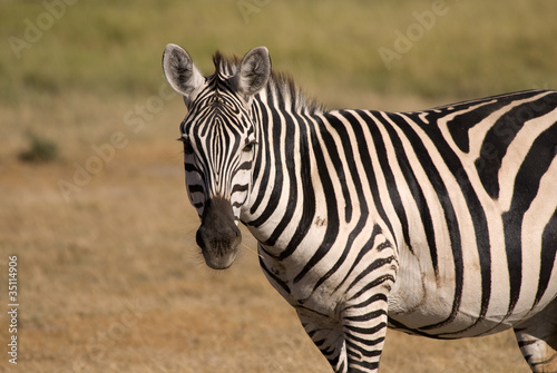 Zebra at Amboseli National Park  Kenya