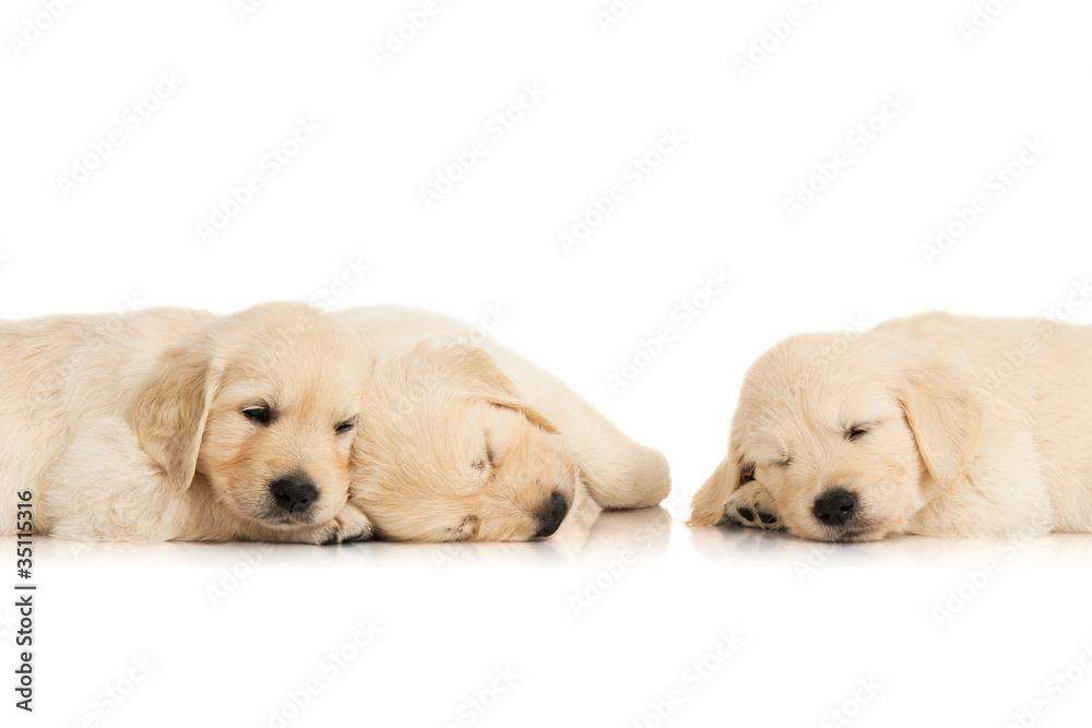 three sleeping puppies three sleeping puppies