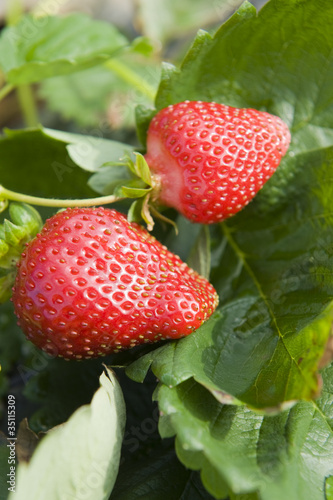 fraises