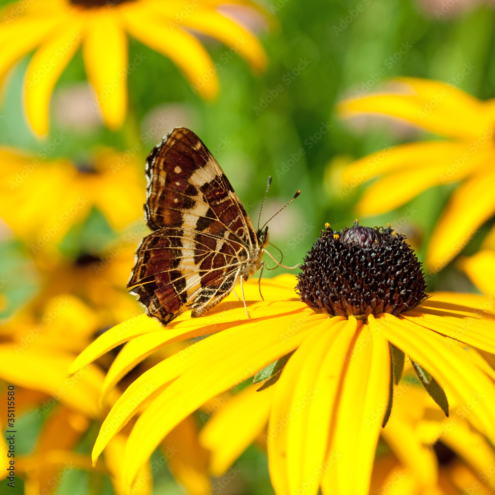Obraz premium Kleiner Eisvogel - Limenitis camilla