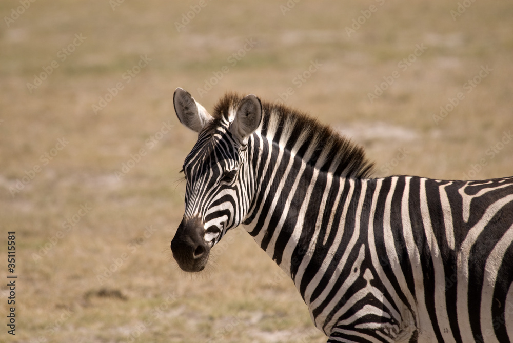 Zebra at Amboseli National Park, Kenya Zebra at Amboseli National Park, Kenya