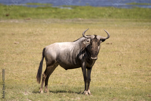 Gnu