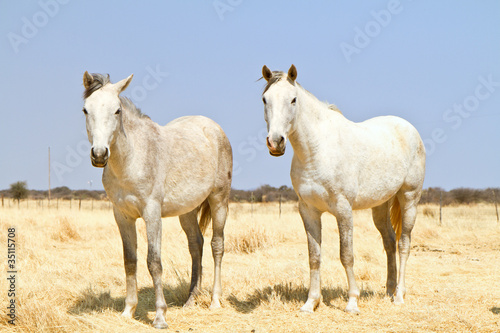 Zwei Pferde auf einer Farm